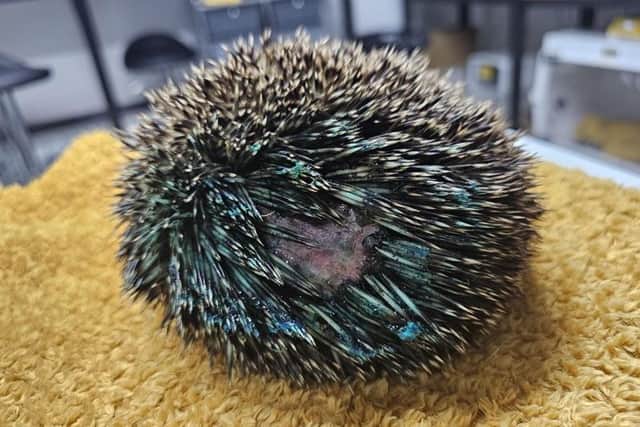 The paint had apparently been sprayed so close to the hedgehog's skin that it burned away several layers and caused some of his spines to melt and fall out.