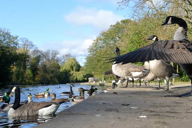 Work is currently underway to clean up the duck pond at Thornes Park.