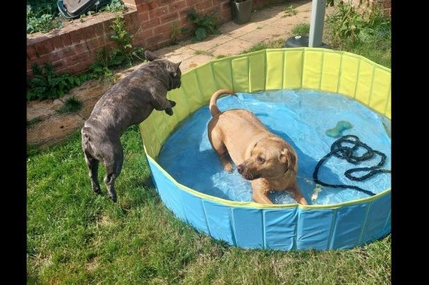 Shelley's Pet Care Services - Dog Boarding & Microchipping, shared their photo of pets keeping cool in the pool
