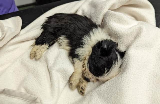 Despite the best efforts of veterinary staff, the puppy became unresponsive and sadly the vet made the decision to put the pet to sleep to end his suffering.