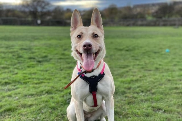 The lovely Taz is a four-year-old GSD x Akita is looking for a committed family who will cotninue to train her aroundother dogs and like long walks.

She is extremely affectionate and loves to play.