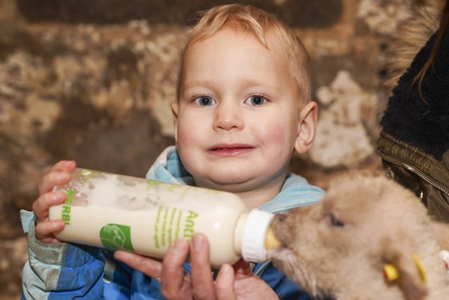 Toddler Tod Newby got to feed one of the lambs.