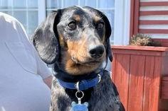 Carol Haigh shared a photo of her dachshund, Dougal.