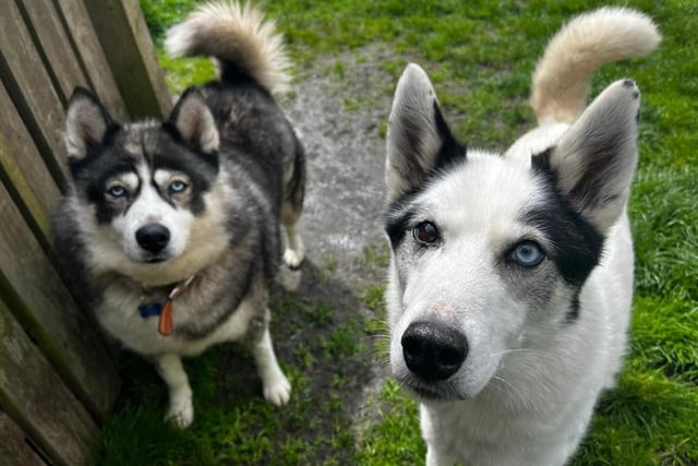 These two lovable Huskys are eight and twelve-years-old and went through a lot of neglect before coming to the centre. Tala is very laid back while Goose is constantly on the move making.