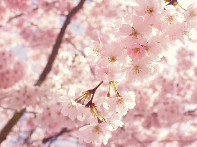 The top UK regions for cherry blossom trees to visit this spring.