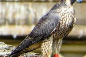 Peregrines like to nest on the ledges of steep cliffs, by the sea or in the hills. Their natural food is the rock dove, from which feral pigeons are descended. They are very fond of cathedrals because they are similar to cliffs and there is a ready supply of feral pigeons. Image: Matthew Hawley.