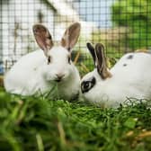 Rabbit Awareness Week takes place from June 26 to 30.