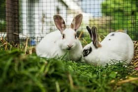 Rabbit Awareness Week takes place from June 26 to 30.