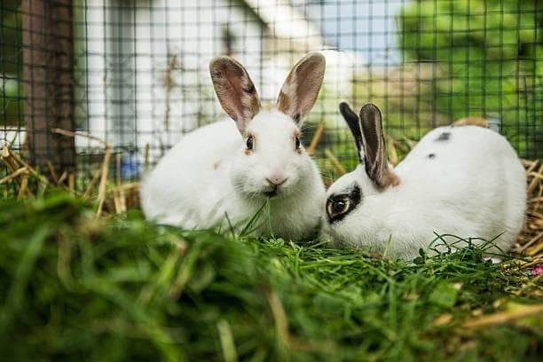 Rhs Rabbits Rabbit Awareness Week: Meet the rabbits of RSPCA Wakefield 'hopping ...