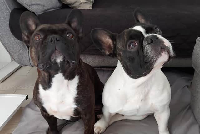 French bulldogs Molly and Frankie have both had surgery to widen their nostrils and whilst that has helped them breathe better, both dogs struggle in the heat.