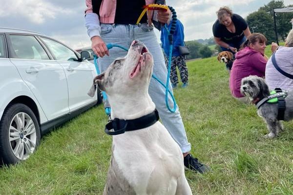 All breeds were welcome at the charity Fun Dog Show.