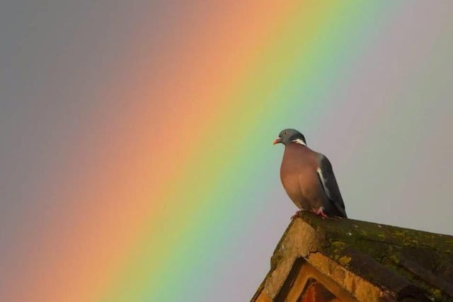 Sue Billcliffe shared her photo of a ainbow pigeon in Ryhill.