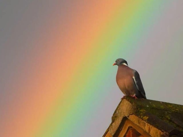 Sue Billcliffe shared her photo of a ainbow pigeon in Ryhill.