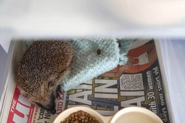 The hedgehog recovered and was released by the rescue.