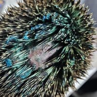 Hedgehog dies 'slow and extremely painful death' after being spray-painted blue in cruel attempt to make it look like Sonic