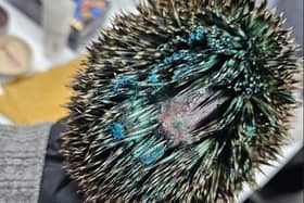Yobs who spray-painted the back of a hedgehog blue have been slammed by a rescue centre after it 'screamed itself to death'