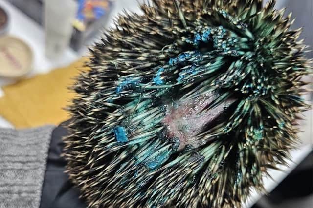 Yobs who spray-painted the back of a hedgehog blue have been slammed by a rescue centre after it 'screamed itself to death'