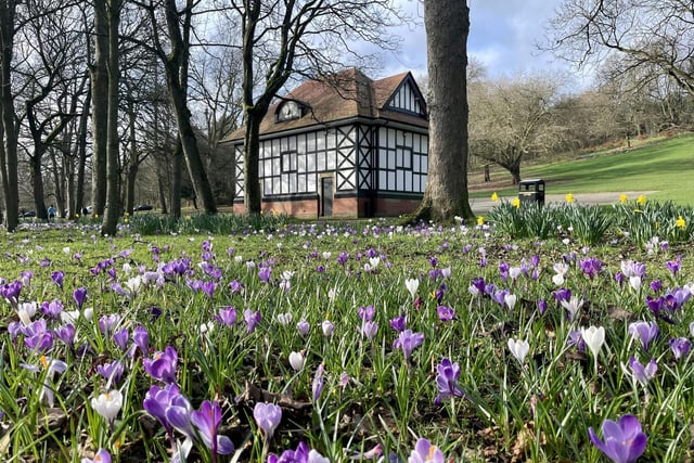 Steve Turned shared this beautiful photo of a gorgeous bed of Crocuses blooming at Wakefield Park.