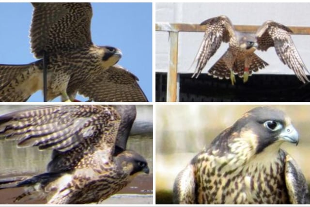 Here are eight pictures of the peregrine falcons at Wakefield Cathedral. Image: Matthew Hawley.