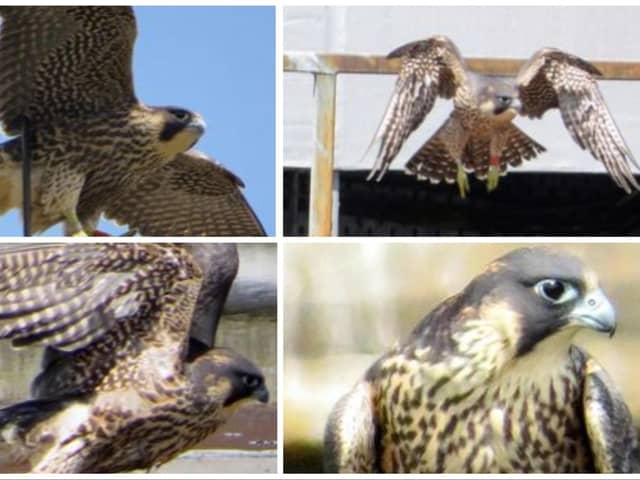 Here are eight pictures of the peregrine falcons at Wakefield Cathedral. Image: Matthew Hawley.