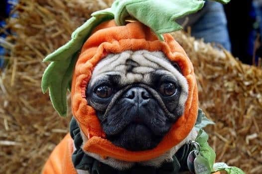 With Halloween just around the corner, planning outfits and stocking up on sweets for trick-or-treaters are not the only things you need to be planning ahead for.