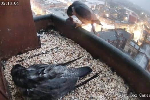 Wakefield Cathedral has welcomed two peregrine falcon chicks. Image courtesy of Wakefield Peregrines Project.
