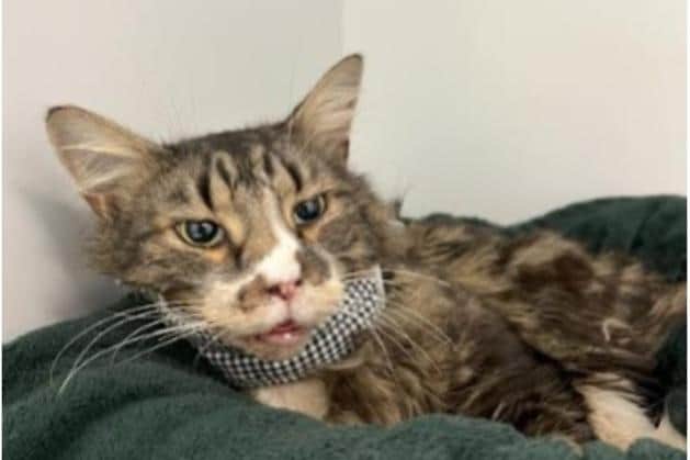 Dexter was shot in the face but has made a full recovery thanks to Paragon Veterinary Referrals.
