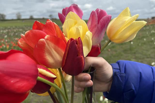 My partner and I picked our own tulips, in the farm's gorgeous tulip fields.