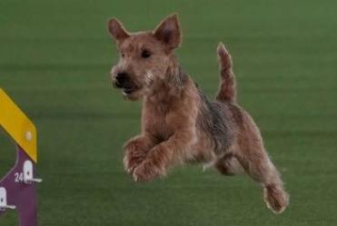 The Lakeland Terrier was developed to run with packs of hounds and their foot followers over the steep and rocky fells of the Lake District so stamina, agility and courage to bolt or kill fox or badger were required. There were 174 registered in 2021, down from 196 in 2017.