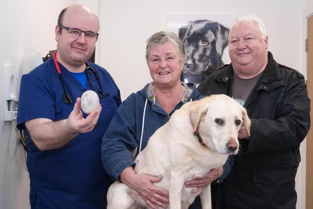 Senior hospital vet Fraser Reddick, at Chantry Vets, with Marley and her owners Carol Thorpe and David Chappell - and the huge bladder stone.