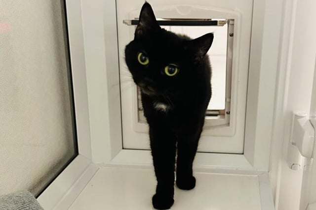 Scruffy by name but certainly not by nature! The one-year-old is a pretty lady with a very well groomed, silky coat and stunning yellow eyes. As a shy cat, she would feel more comfortable and confident in quiet, adult home and with those who are experienced with cats.
