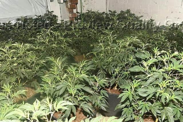 The cannabis at one of the properties in Alverthorpe.