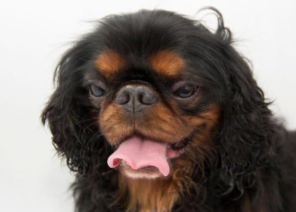 The King Charles Spaniel. The Kennel Club planned to name the breed the Toy Spaniel but King Edward VII was keen to have the royal connection maintained so the King Charles Spaniel was adopted as the title for the breed. In 2017 there were 112 registered, which dropped in 2017 to 91.
