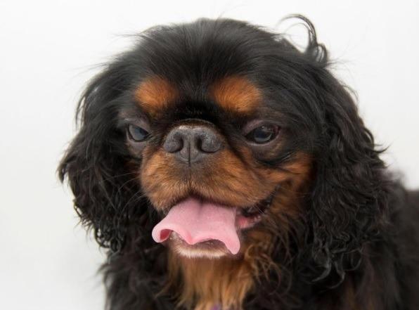 The King Charles Spaniel. The Kennel Club planned to name the breed the Toy Spaniel but King Edward VII was keen to have the royal connection maintained so the King Charles Spaniel was adopted as the title for the breed. In 2017 there were 112 registered, which dropped in 2017 to 91.