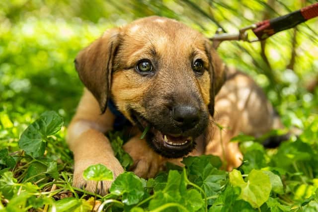 People are being urged to be on the lookout for scammers posing as charities charging money upfront for puppies.