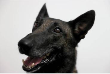 The Belgian Malinois is the fifth most searched for breed on Google, with 85,000 a month.With proper training and socialising, a Belgian Malinois can be a good, faithful pet in the home. "Being naturally watchful over their family is a trait of the breed," says Joshua. "However, this can make it awkward when letting guests or other visitors into your home, as they can easily become protective and unfriendly toward strangers."