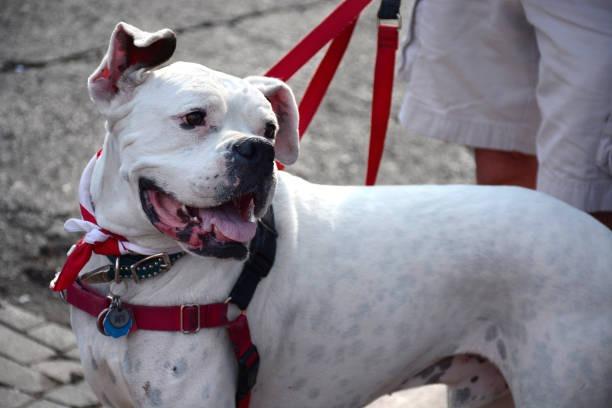 An American Bulldog costs a huge £20,368 over their 12-and-a-half year lifespan, with their food costing an average of £832 per year.