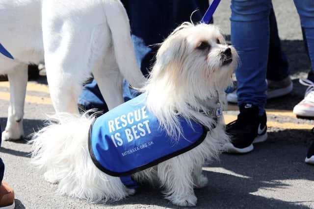 In the aftermath of his shock death, the RSPCA paid tribute to his "tireless campaigning" and love of animals.SWNS