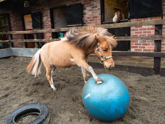 Tony the Pony just loves having a kick-about.