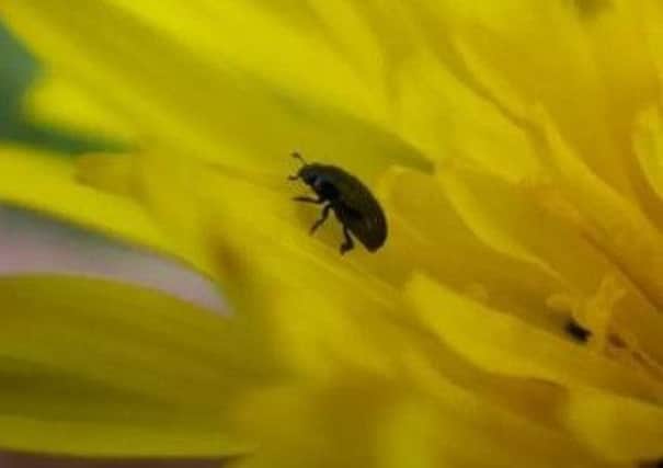 Pollen beetle