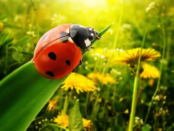 A 'plague' of ladybirds came to villages, towns and cities across the UK in incredibly large numbers.