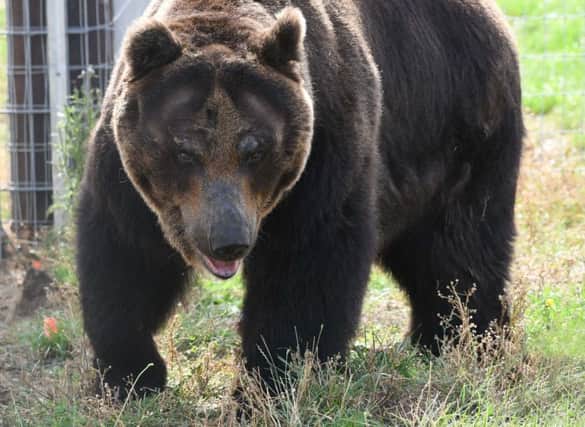 Photo Courtesy Yorkshire Wildlife Park.
Kai, one of the four Brown Bears to arrive at the Park from Japan.
