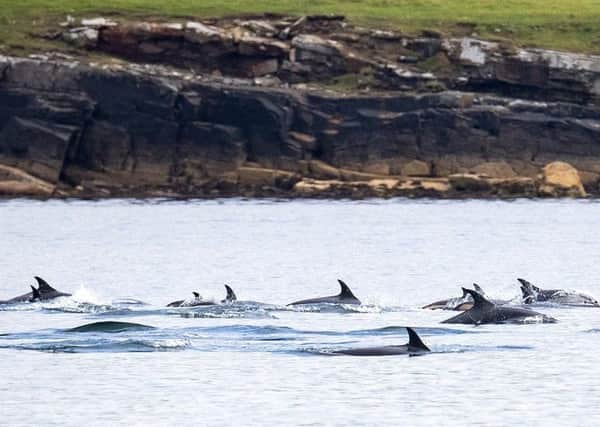 Atlantic white-sided dolphins sighted on August 3.  Photo credit: Hugh Harrop / Shetland Wildlife.