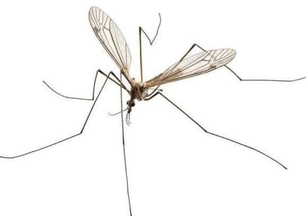Homes in Yorkshire are set to be inundated with Daddy Long Legs, and they're running out of time to find a mate.