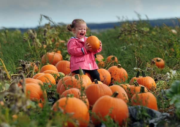 FESTIVAL: Eliza Entwisle, aged two from Pontefract, among the pumpkins at Farmer Copleys.