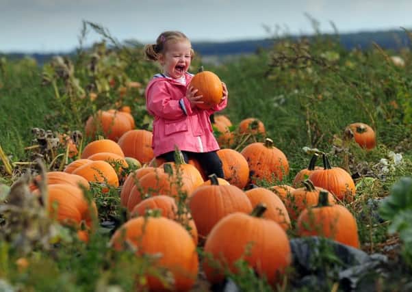 Eliza Entwisle, aged two, from Pontefract,  pictured with just a few of the pumpkins at Farmer Copleys Farm.