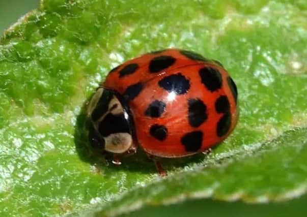 According to experts, they are more than likely Harlequin Ladybirds, a breed from Asia and North America that travel across on mild autumn winds.