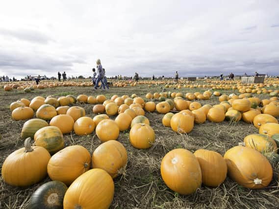The pumpkin festival at Ravensknowle Farm has grown to become one of the biggest in the UK.
