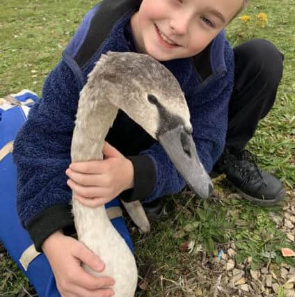 Schoolboy Mckenzie Gelder-Brown and his mum Samantha rescued three-week-old cygnet Stitch at Walton Colliery Nature Park after he was abandoned by his parents.