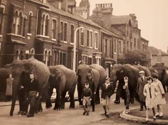 Circus elephants at Eastmoor Road in the 1950s. Picture courtesy of One to OneDevelopment Trust's cityfieldsdreamingstreaming.co.uk.